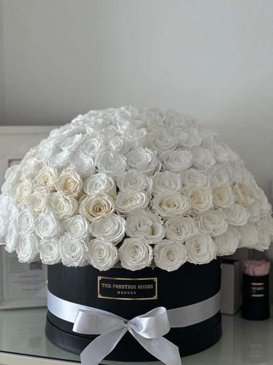 Caja DOME Elite con más de 200 rosas eternas blancas de lujo – The Prestige Roses Madrid